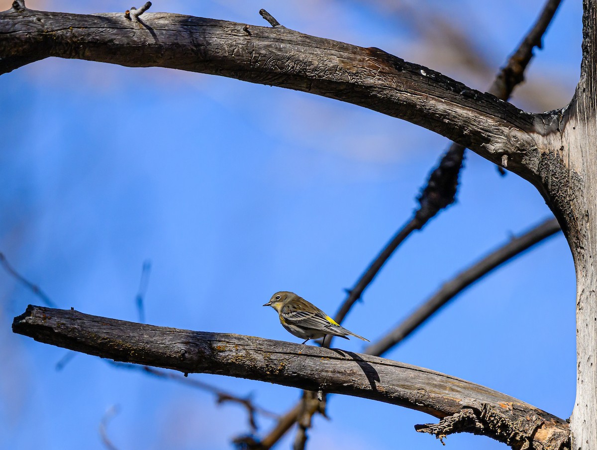 Yellow-rumped Warbler - ML643280504