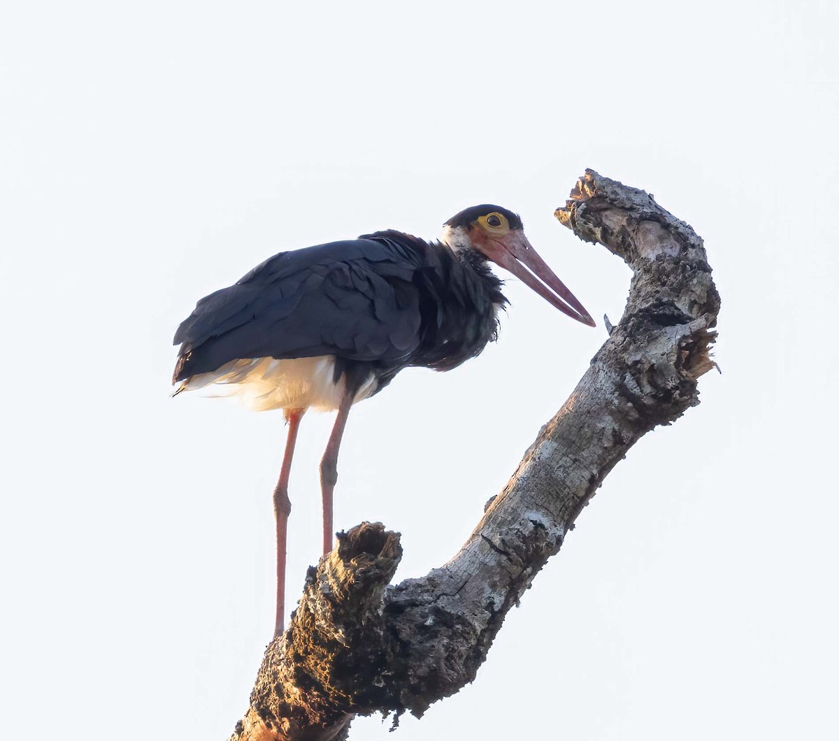 Storm's Stork - ML643280506
