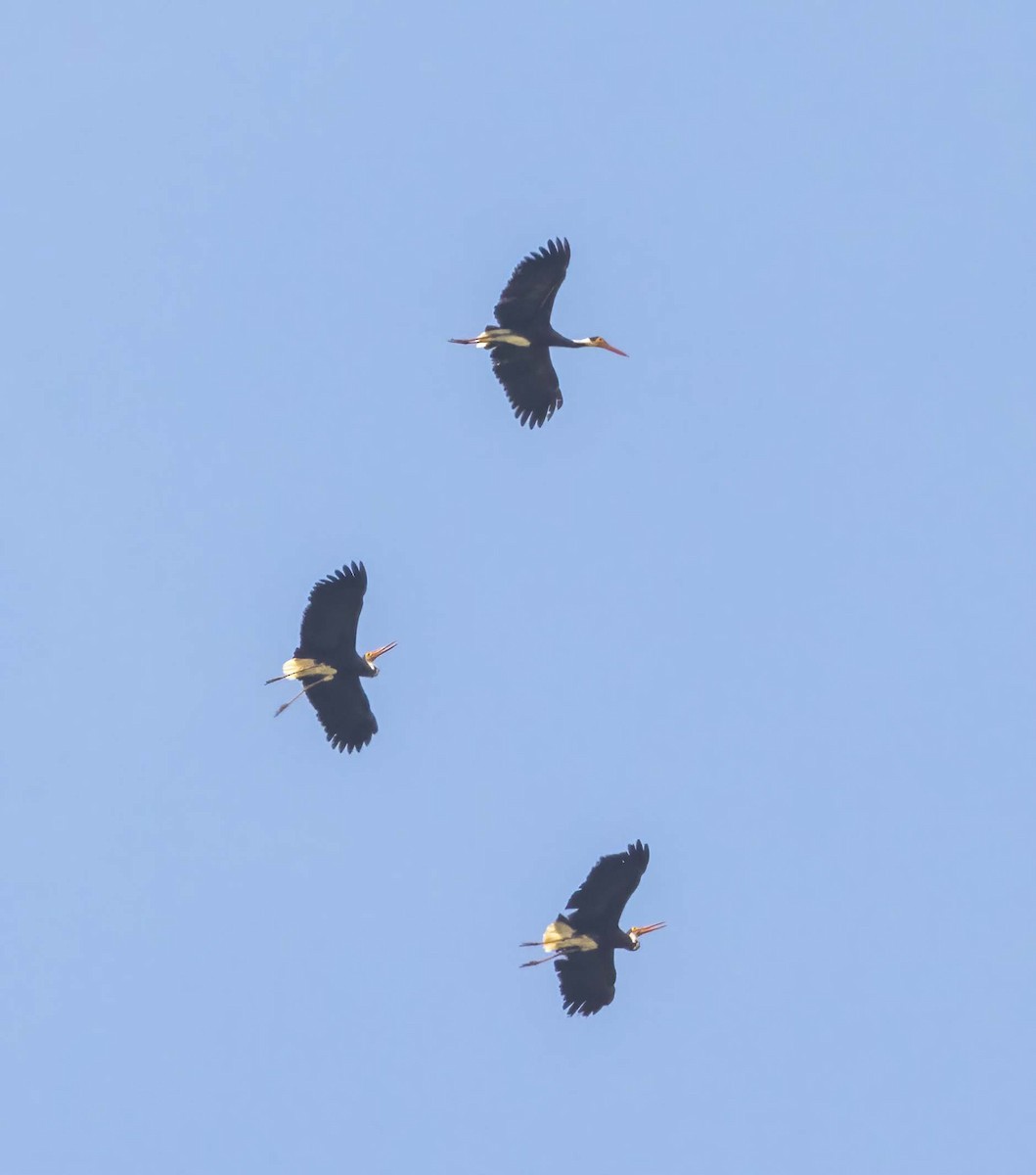 Storm's Stork - ML643280510
