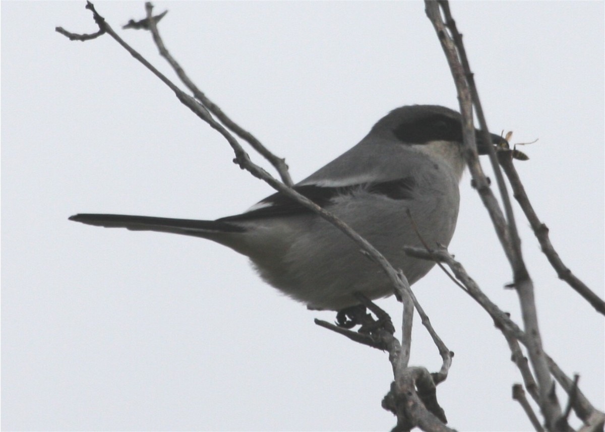 Loggerhead Shrike - ML643280514