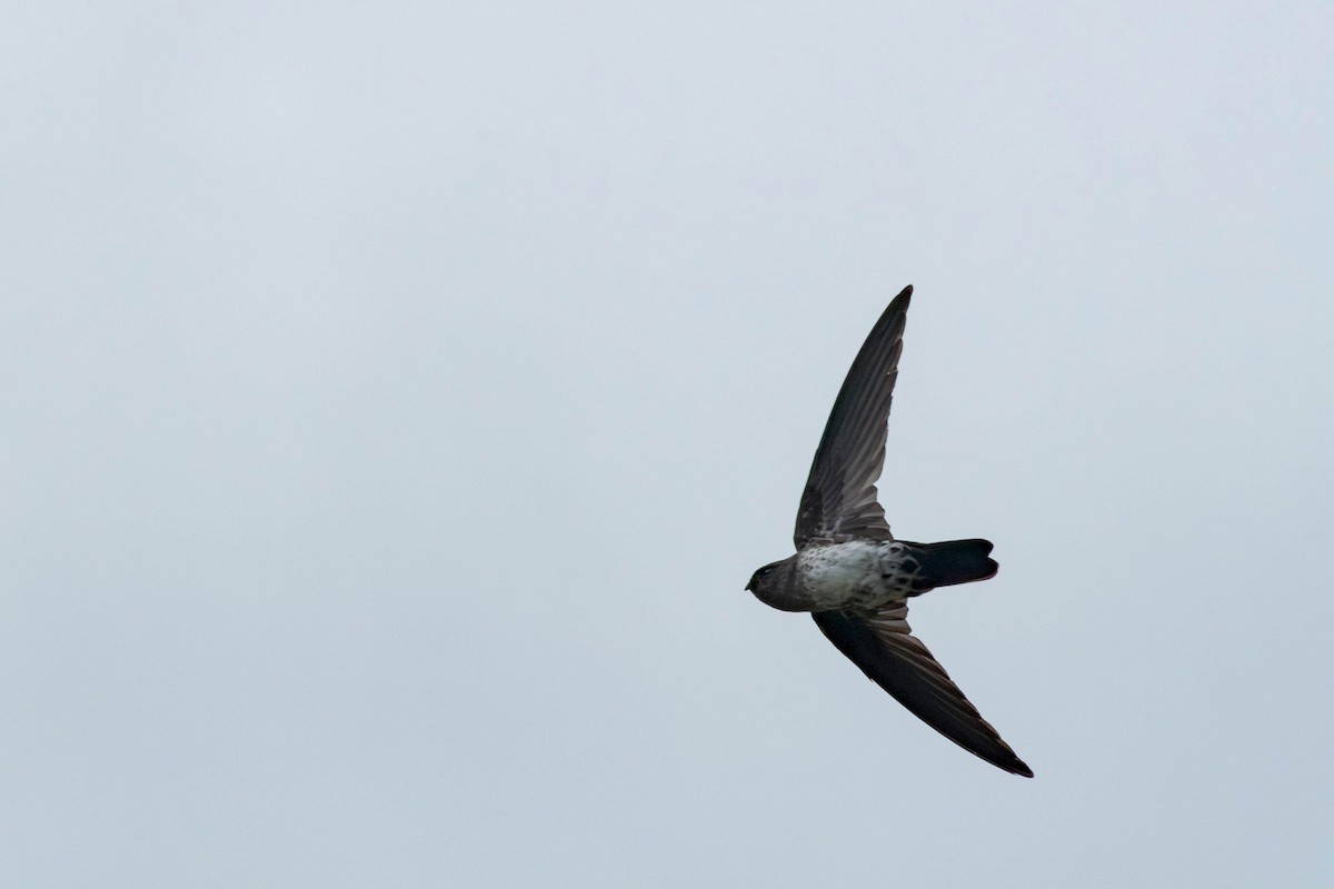 epidotsalangan - ML643280532