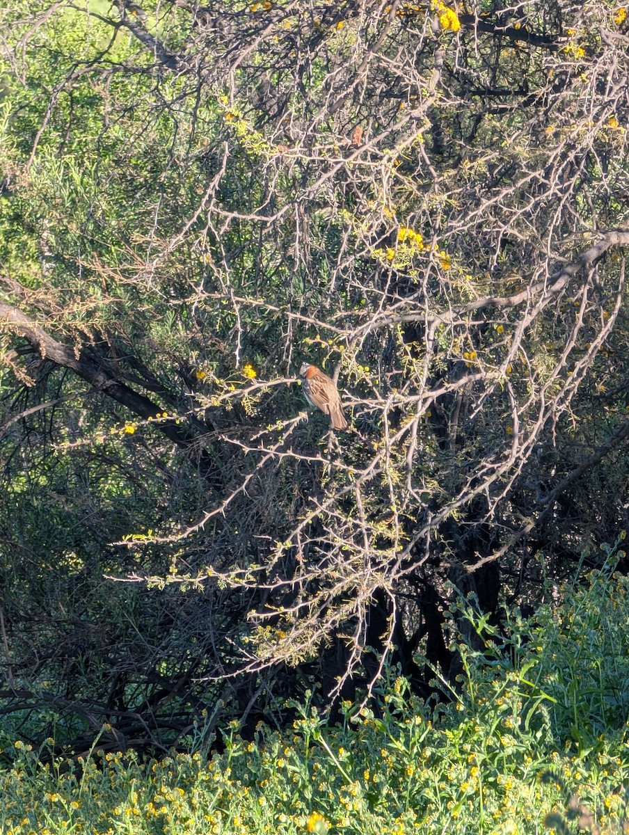 Rufous-collared Sparrow - ML643280534