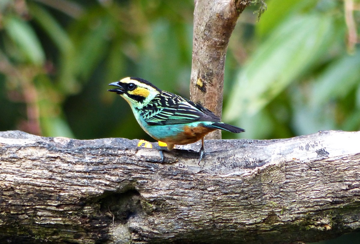 Golden-eared Tanager - ML643280546