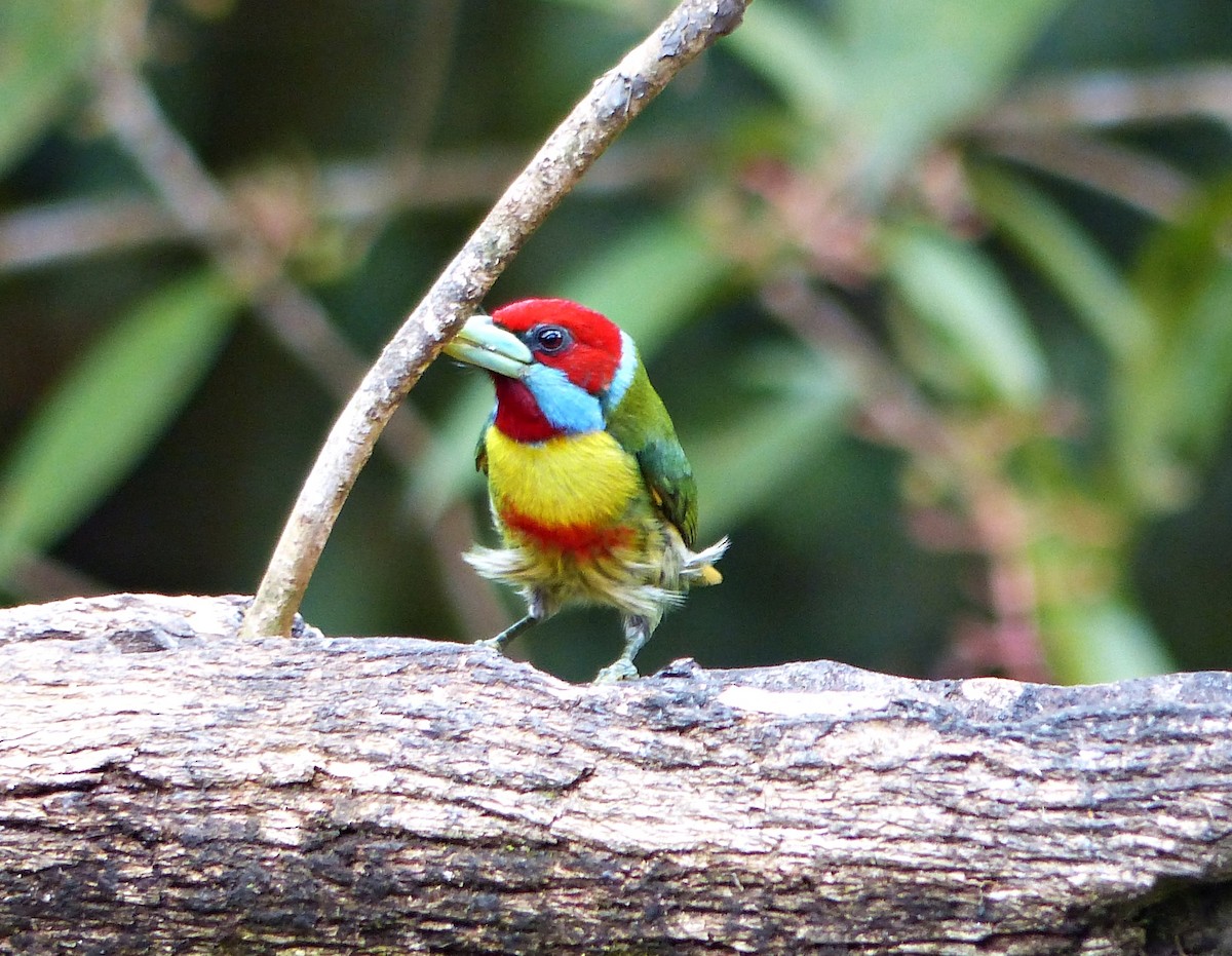 Versicolored Barbet - ML643280568