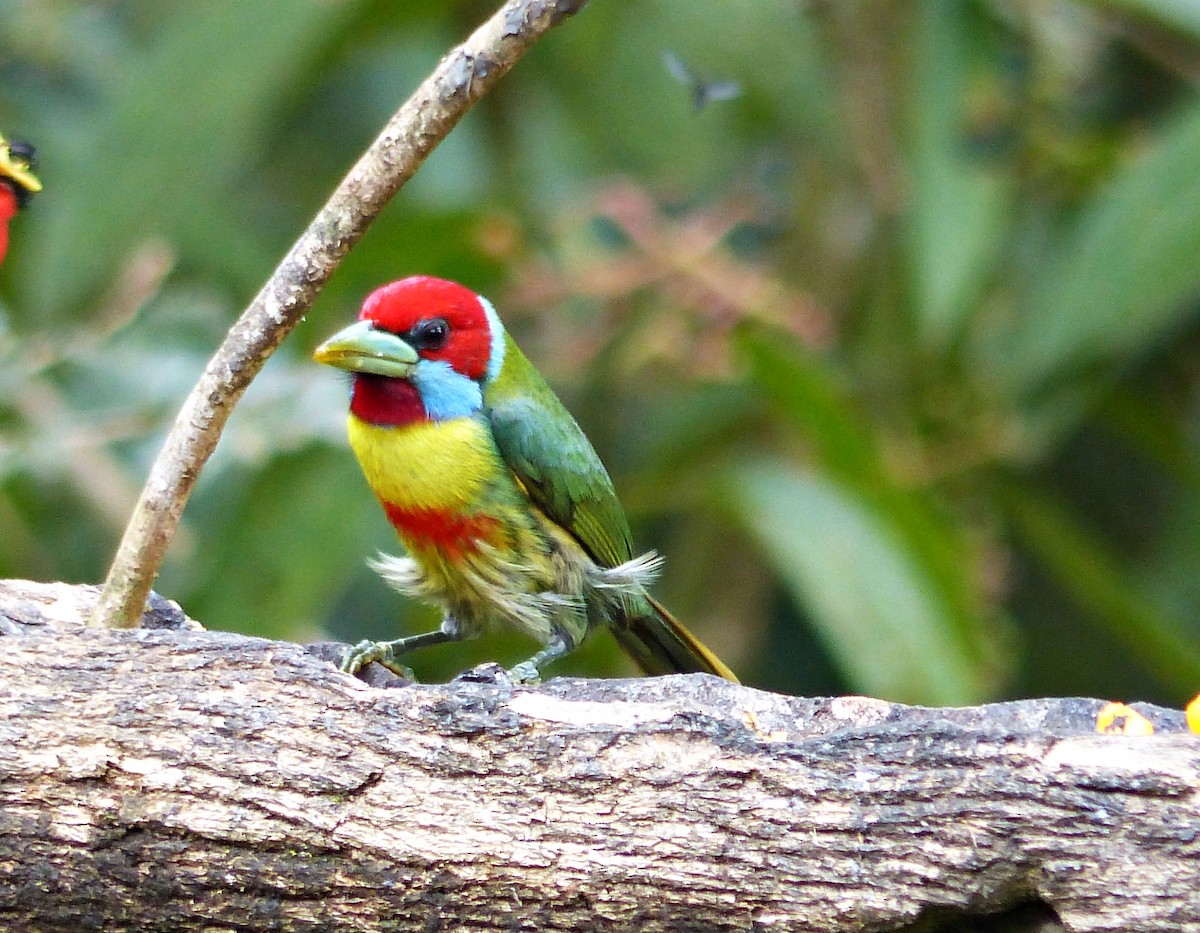 Versicolored Barbet - ML643280569