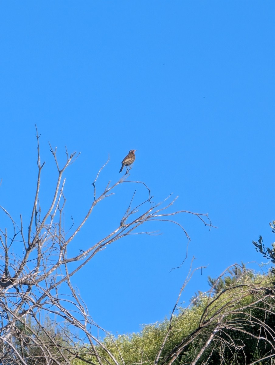 Long-tailed Meadowlark - ML643280573