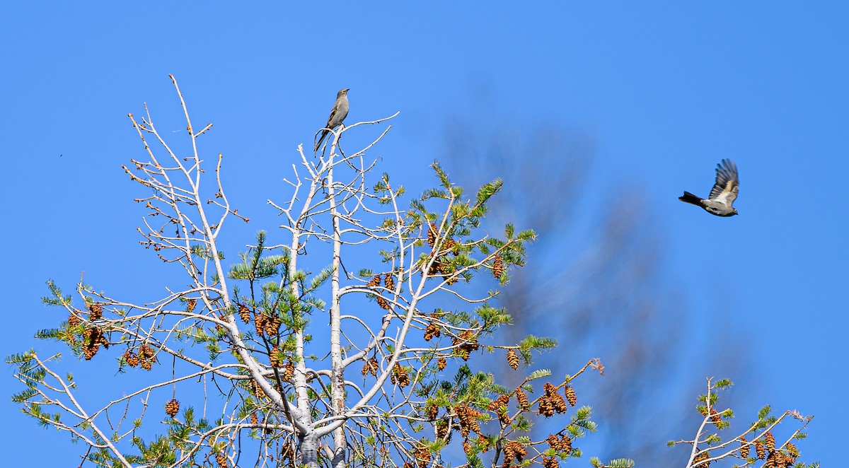 Townsend's Solitaire - ML643280575