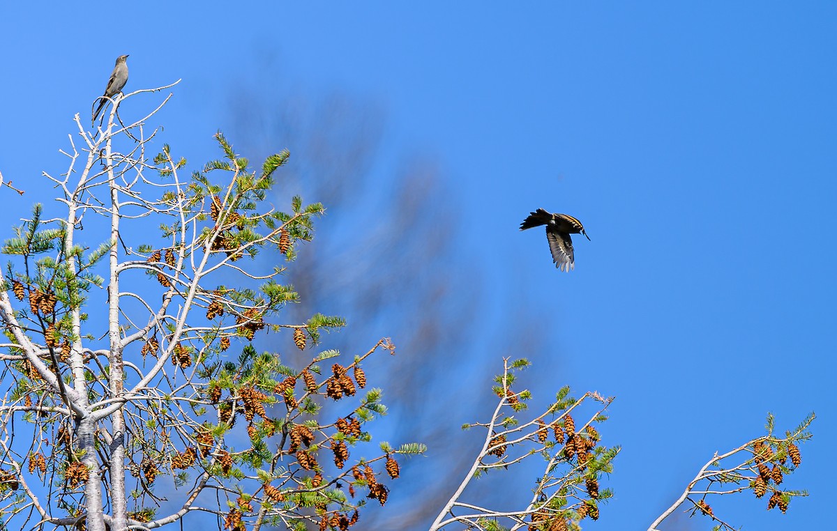 Townsend's Solitaire - ML643280576
