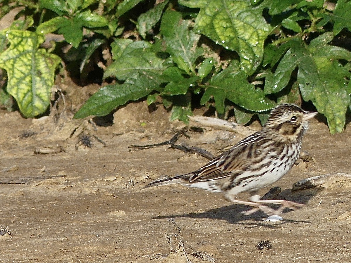 Savannah Sparrow - ML643280623