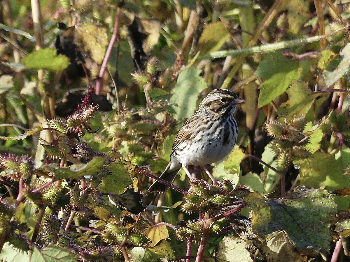 Savannah Sparrow - ML643280625
