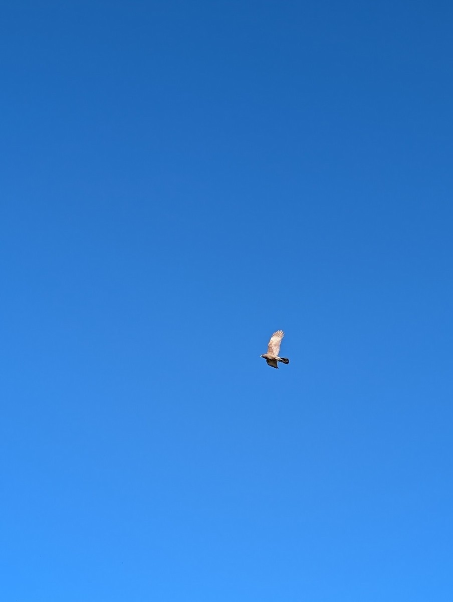 Chimango Caracara - ML643280660