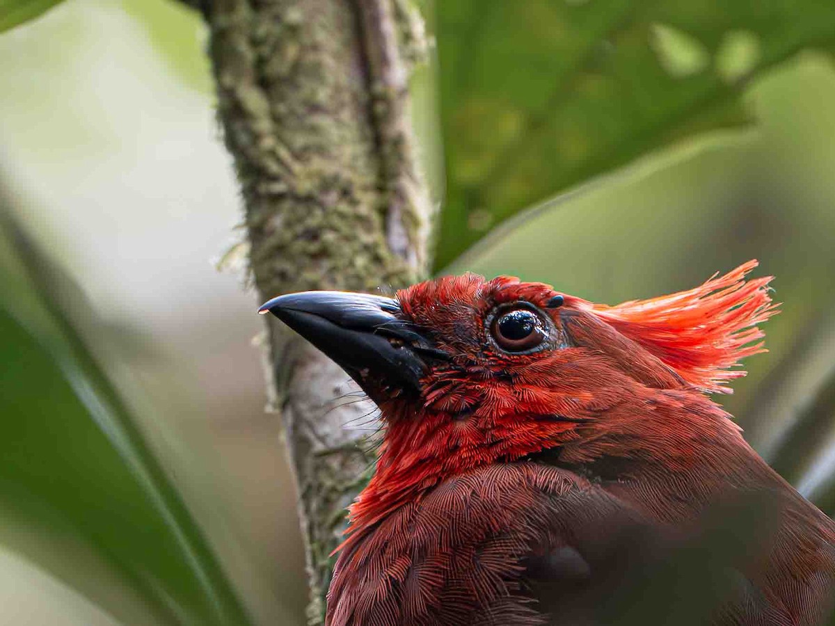 Crested Ant-Tanager - ML643280673