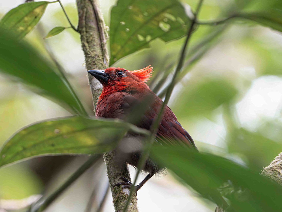 Crested Ant-Tanager - ML643280674