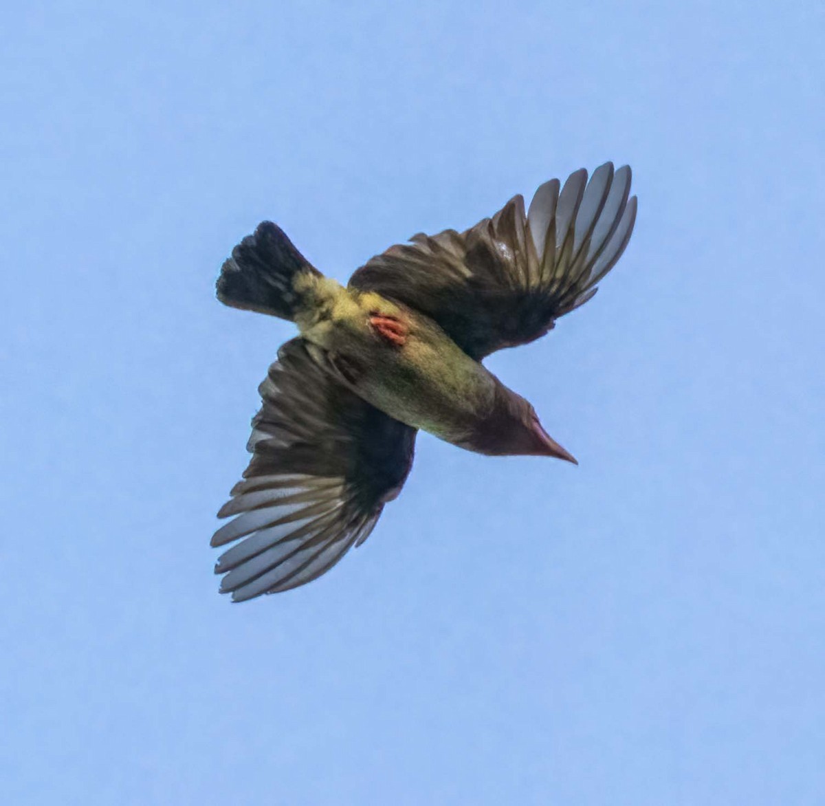 Brown Barbet - ML643280682