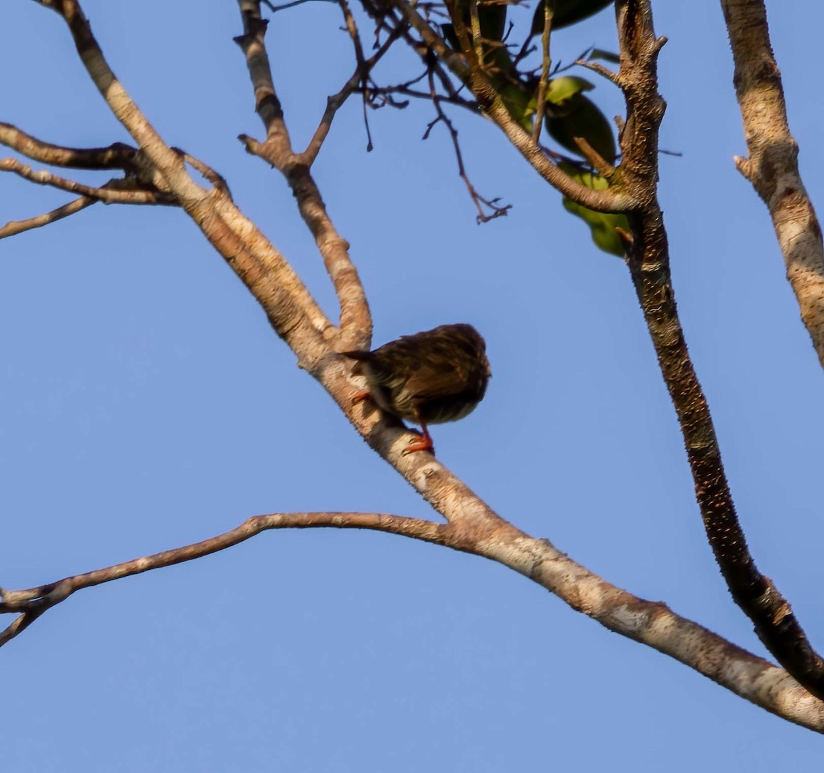 Brown Barbet - ML643280683
