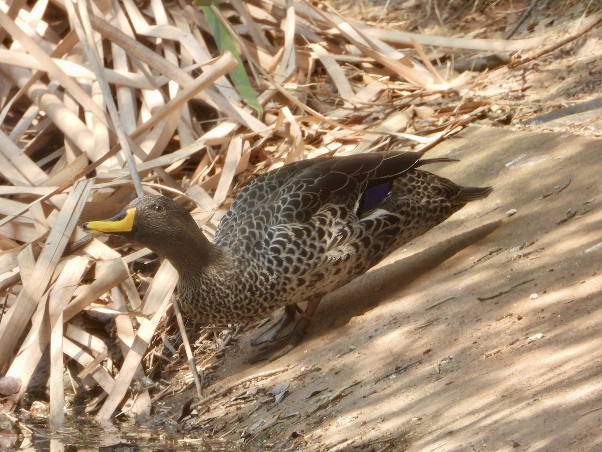 Yellow-billed Duck - ML643280686