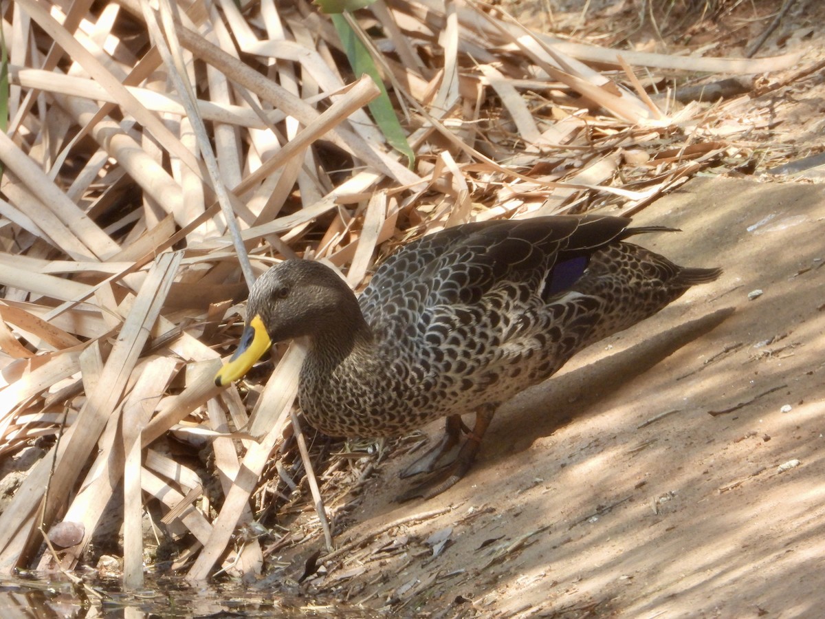 Yellow-billed Duck - ML643280687