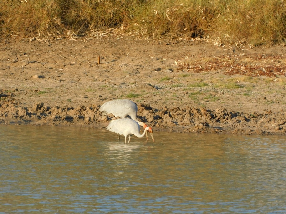 Brolga - ML643280691