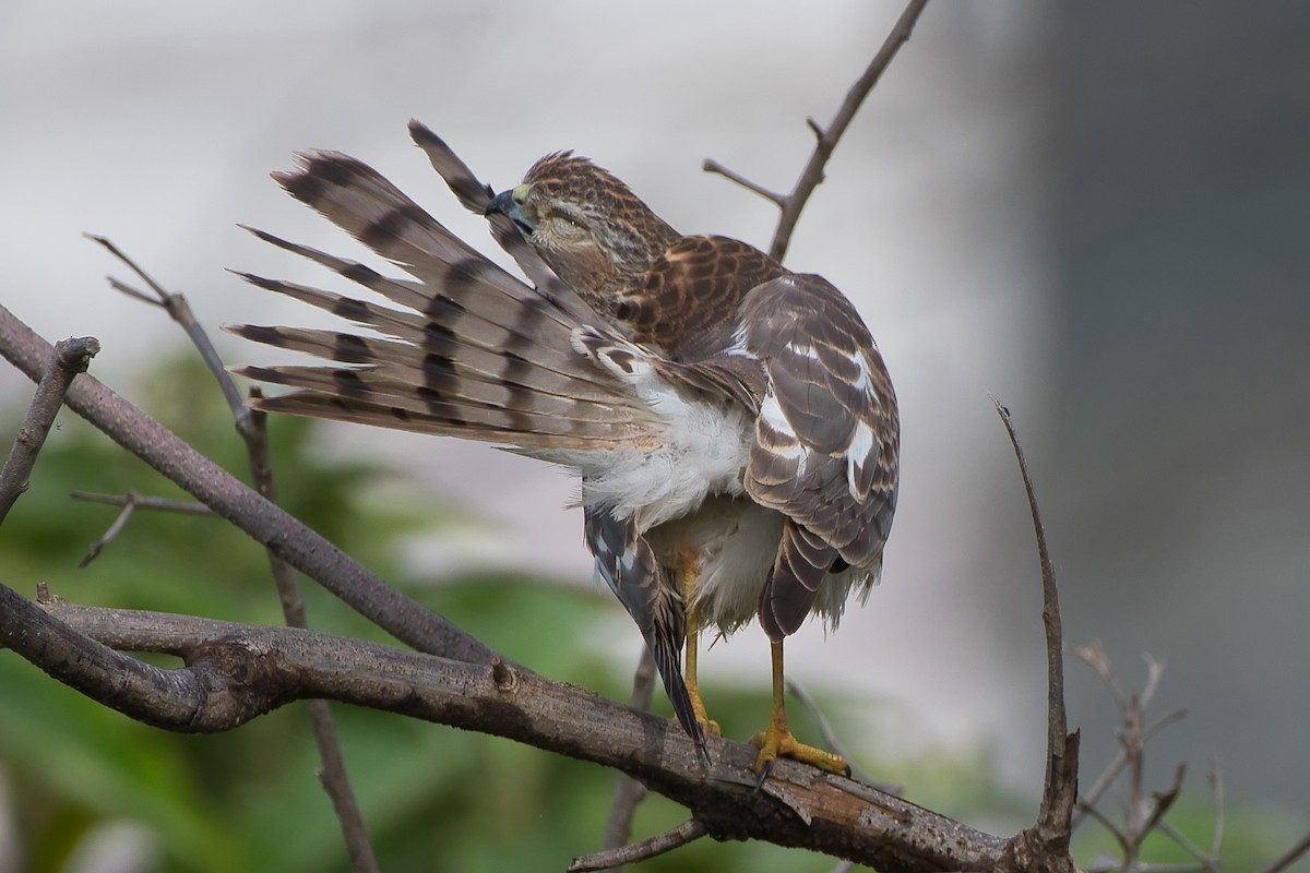 Shikra - ML643280693