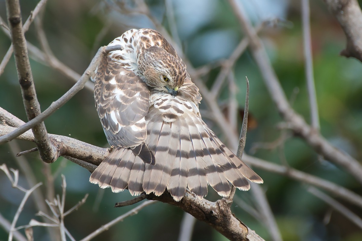 Shikra - ML643280694