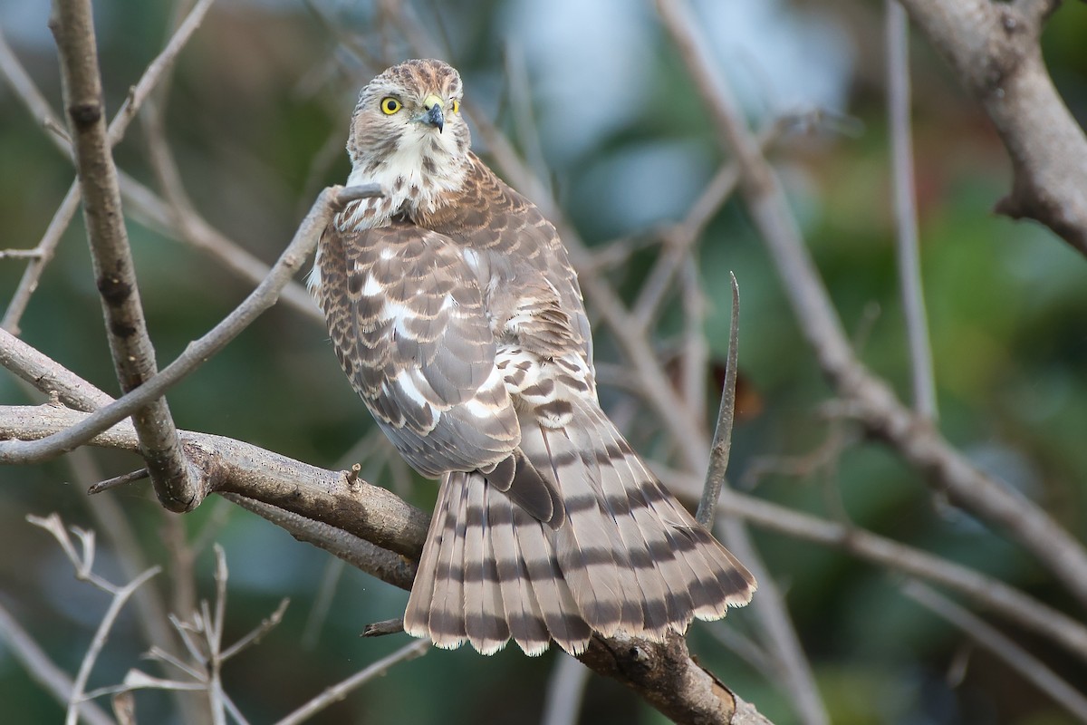 Shikra - ML643280695