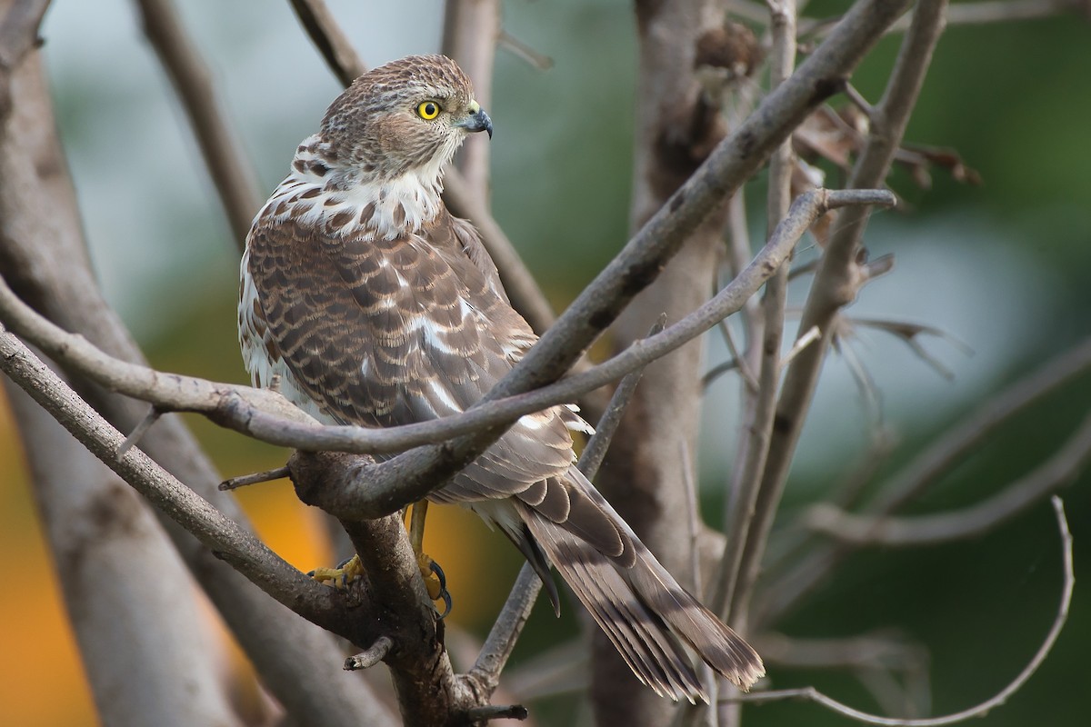 Shikra - ML643280696