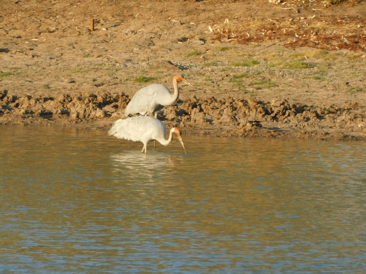 Brolga - ML643280739