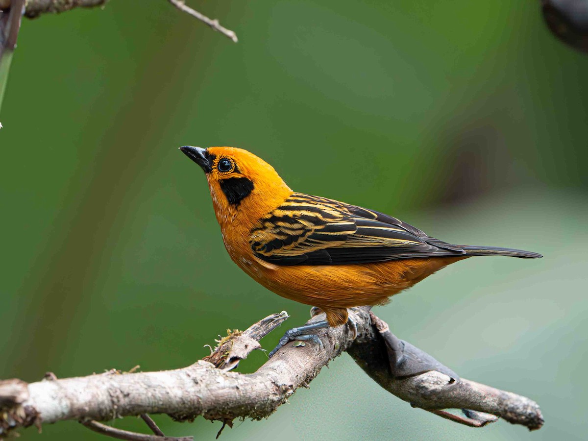 Golden Tanager - ML643280740