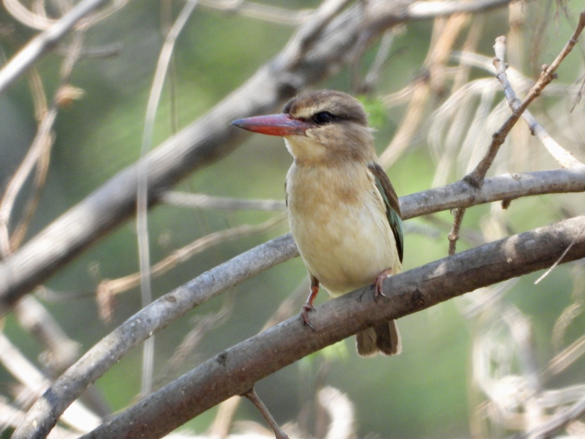 Brown-hooded Kingfisher - ML643280746