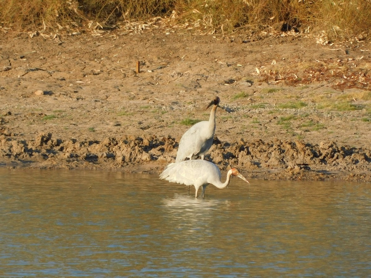 Brolga - ML643280775