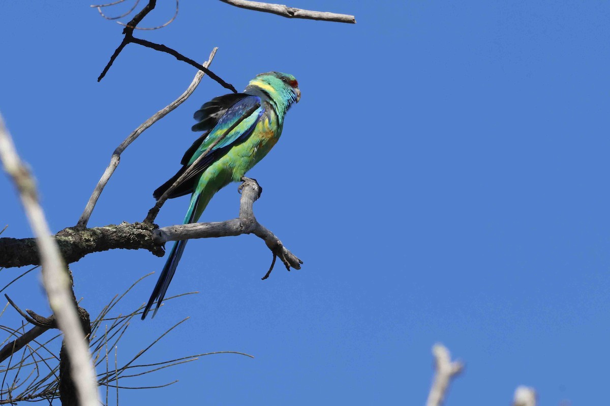 Australian Ringneck - ML643280778