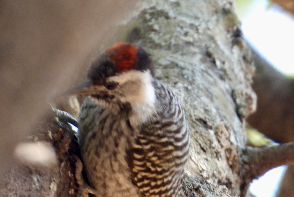 Cardinal Woodpecker - ML643280785