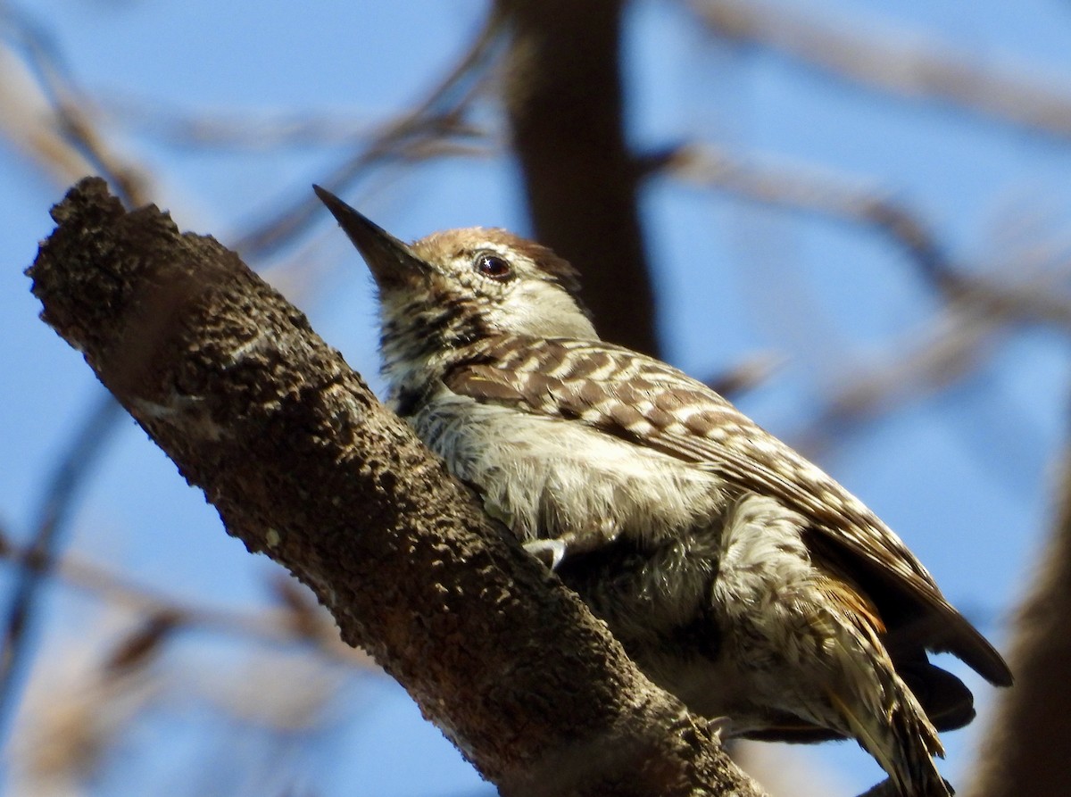 Cardinal Woodpecker - ML643280786