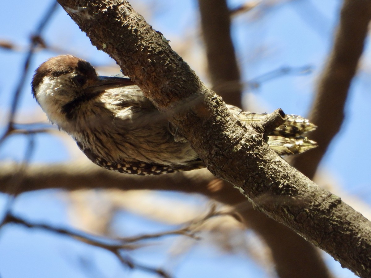 Cardinal Woodpecker - ML643280787
