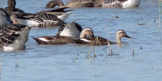 Eastern Spot-billed Duck - ML643280796