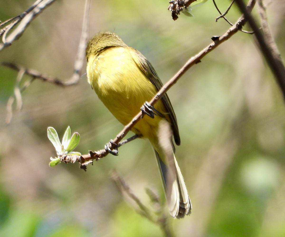 African Yellow-Warbler - ML643280821