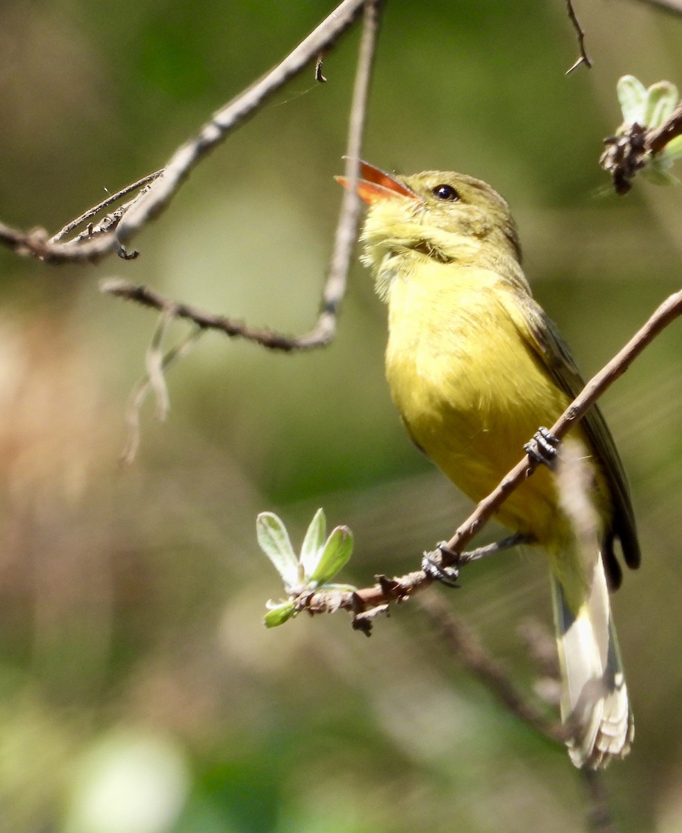 African Yellow-Warbler - ML643280822