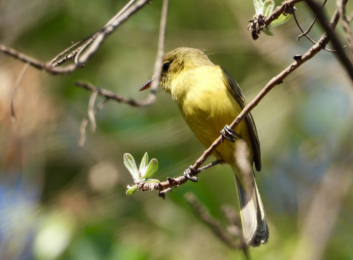 African Yellow-Warbler - ML643280823