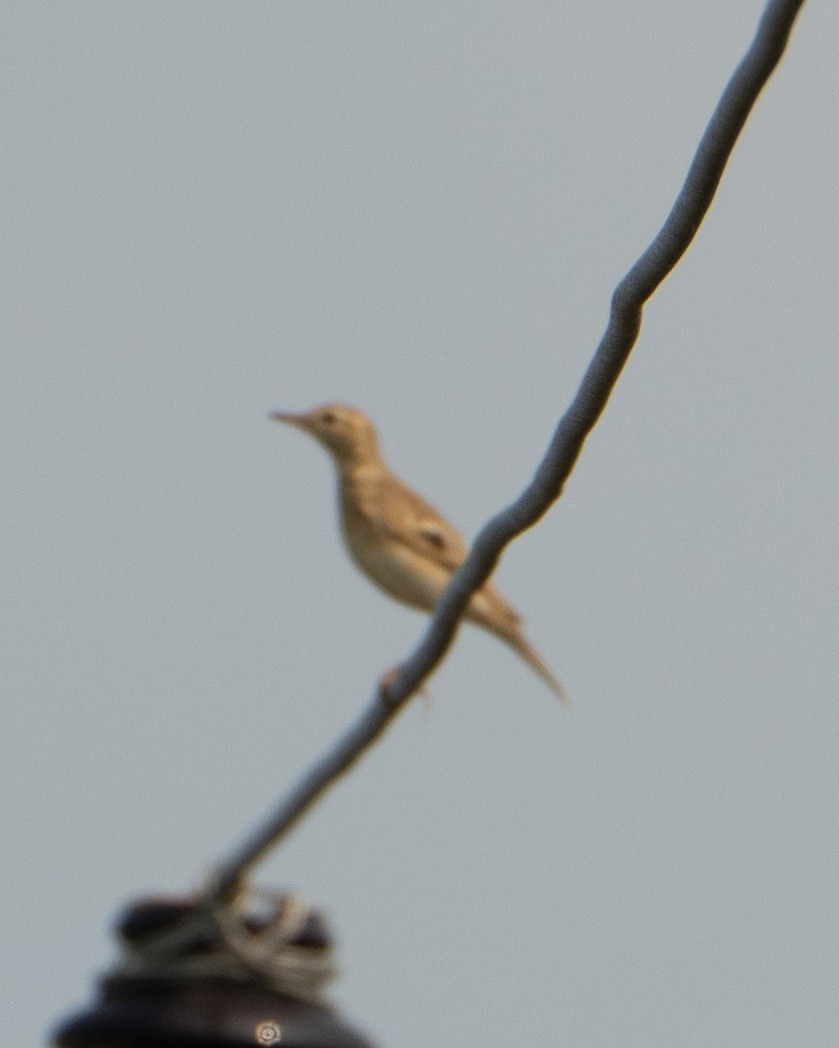 Blyth's Pipit - ML643280827