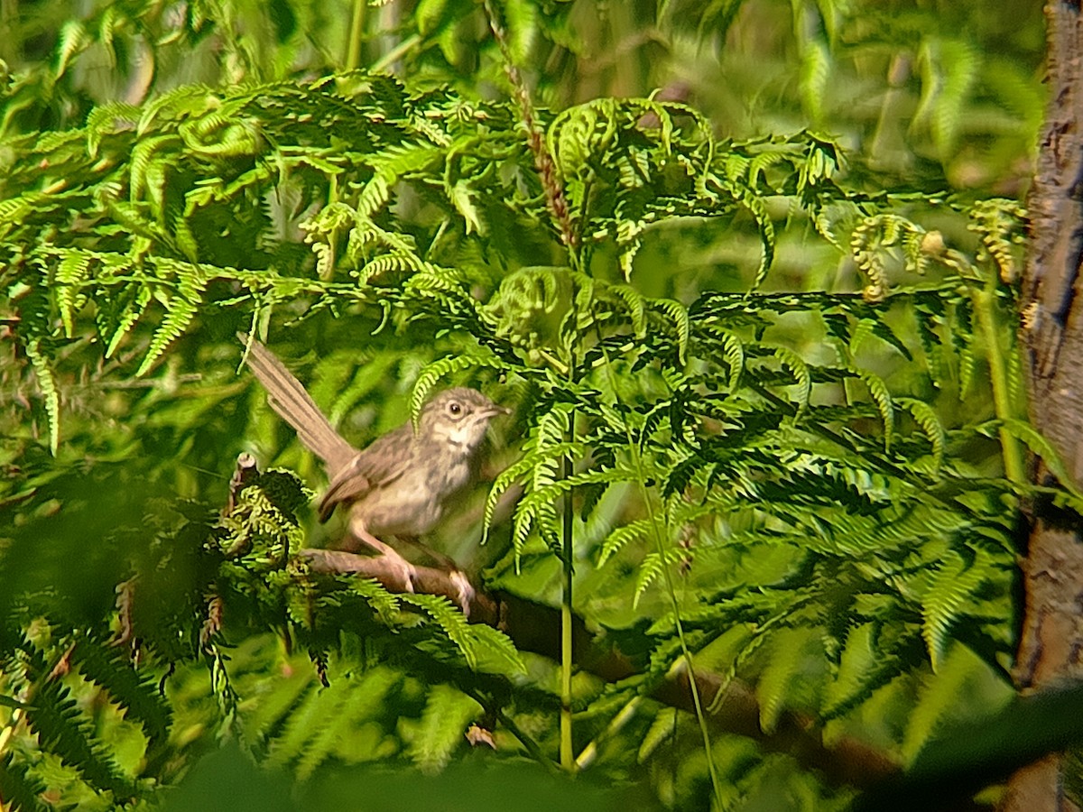 Himalayan Prinia - ML643280876