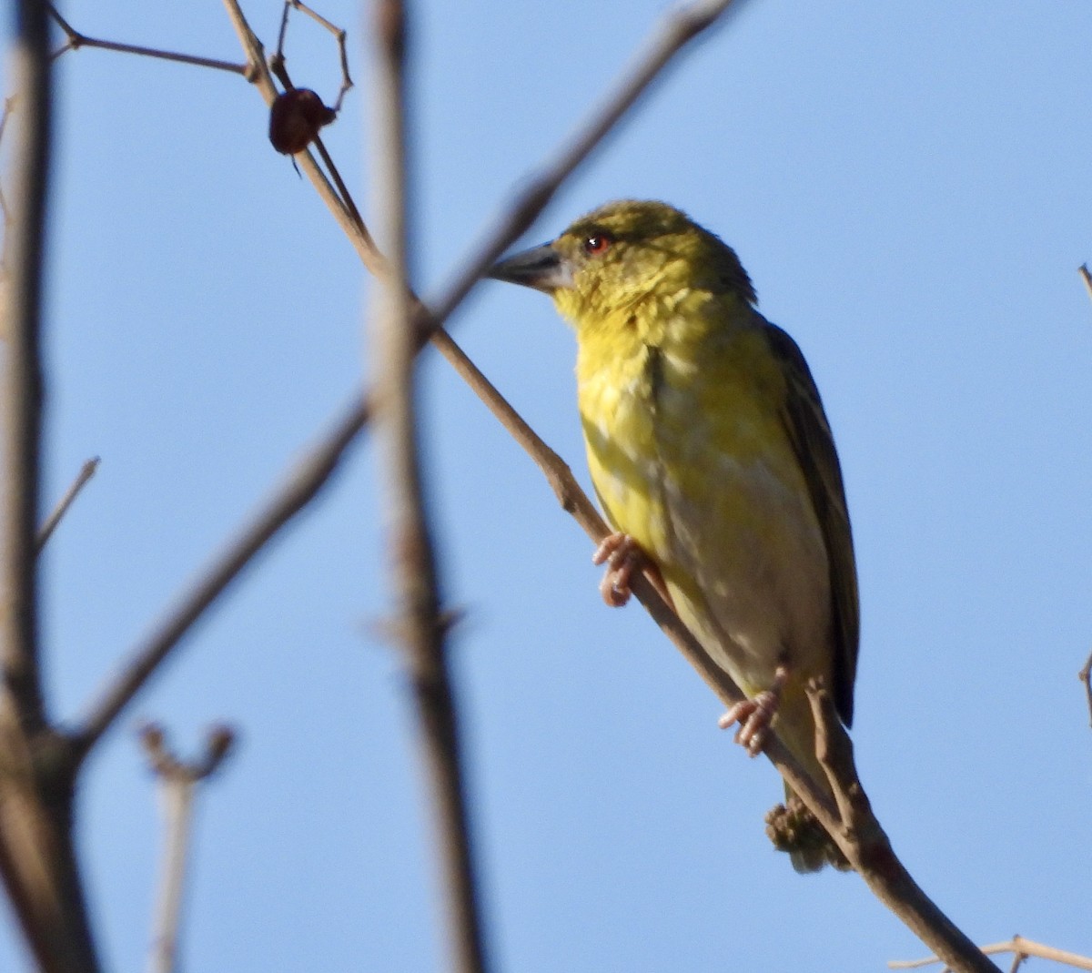 Holub's Golden-Weaver - ML643280878