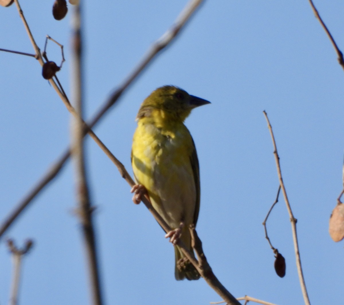Holub's Golden-Weaver - ML643280879
