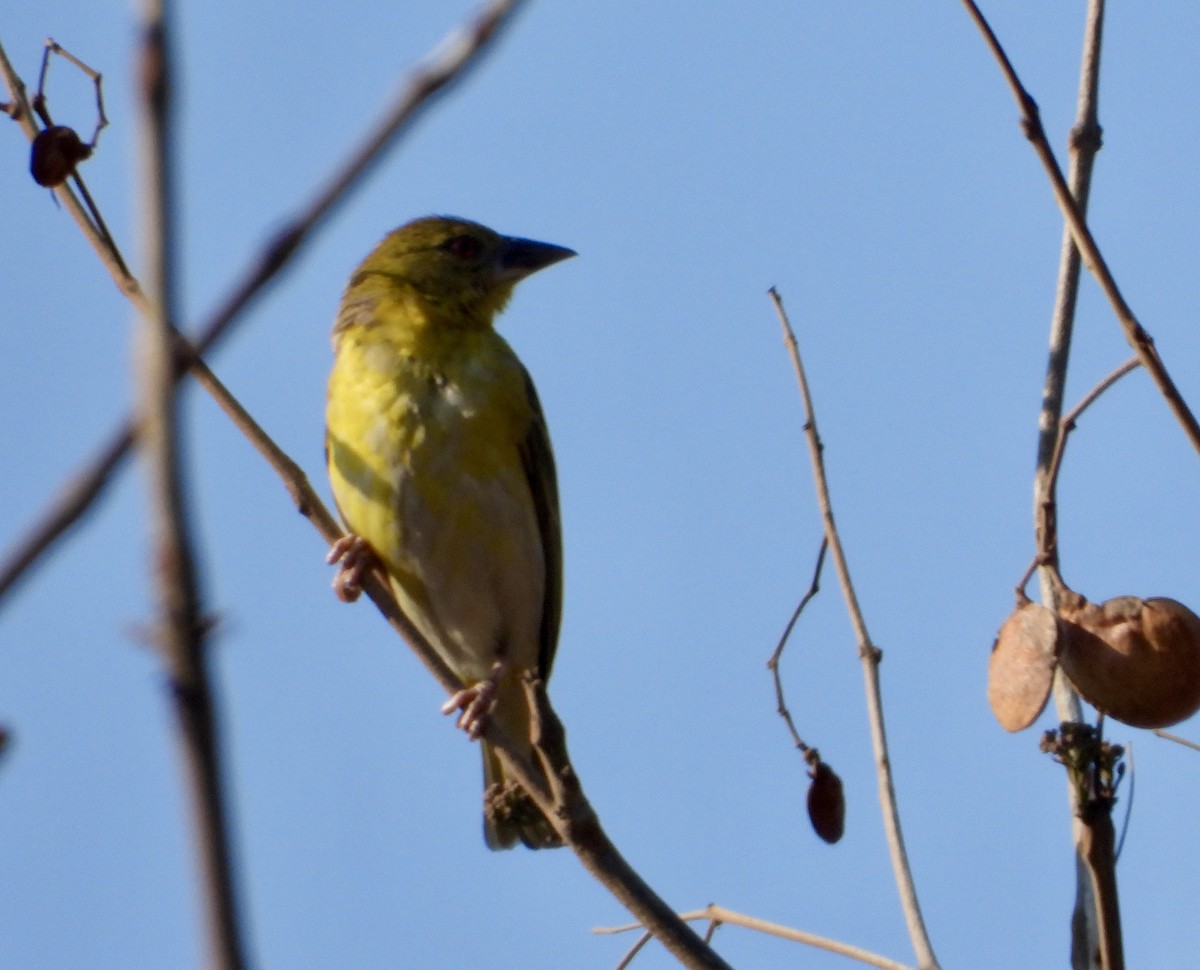 Holub's Golden-Weaver - ML643280880