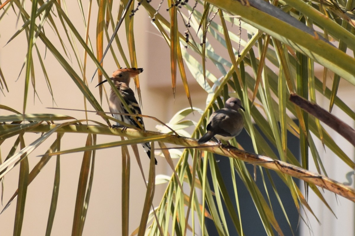 Eurasian Hoopoe - ML643280899