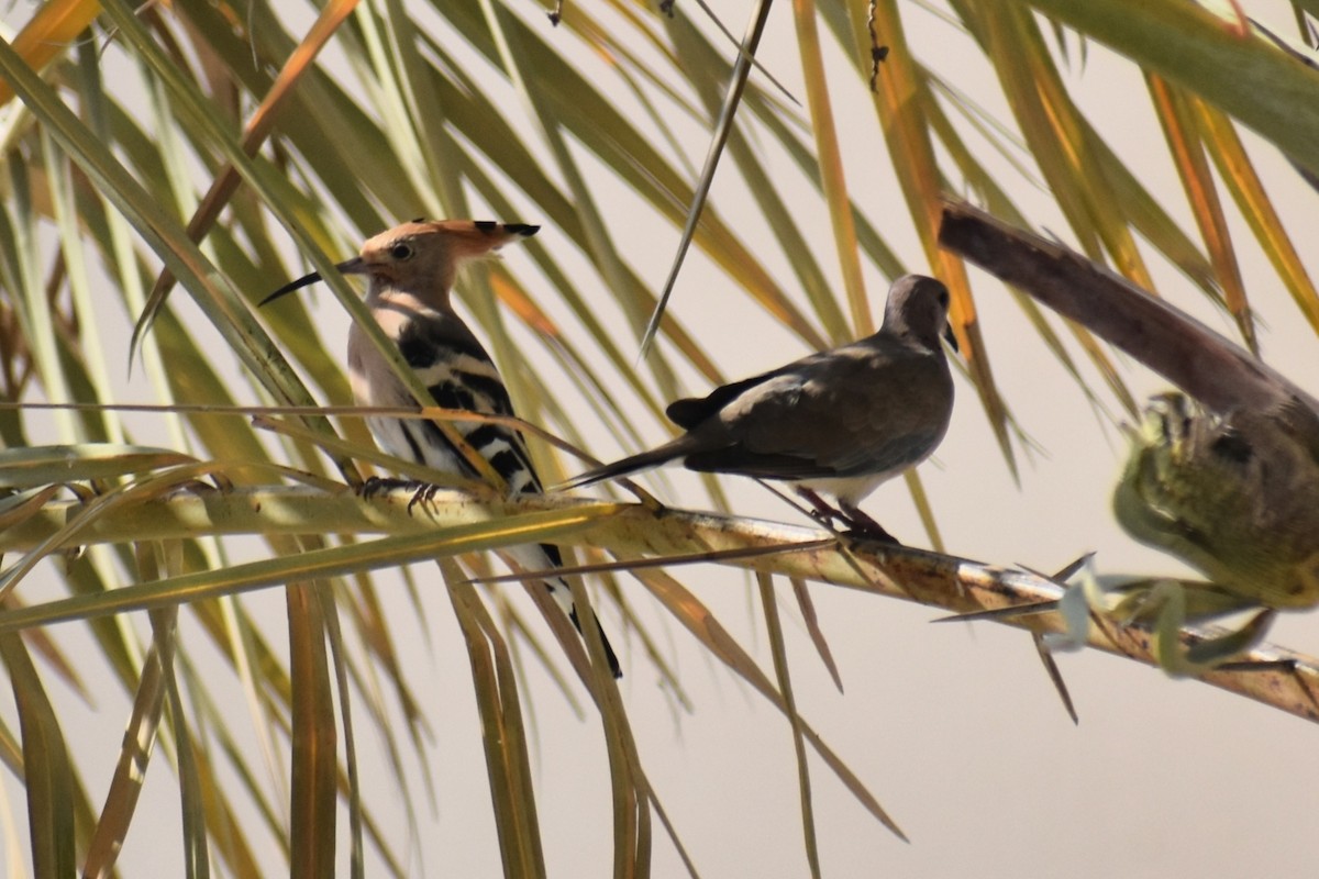 Eurasian Hoopoe - ML643280900