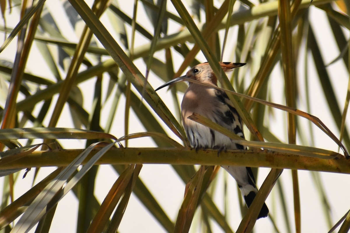Eurasian Hoopoe - ML643280901