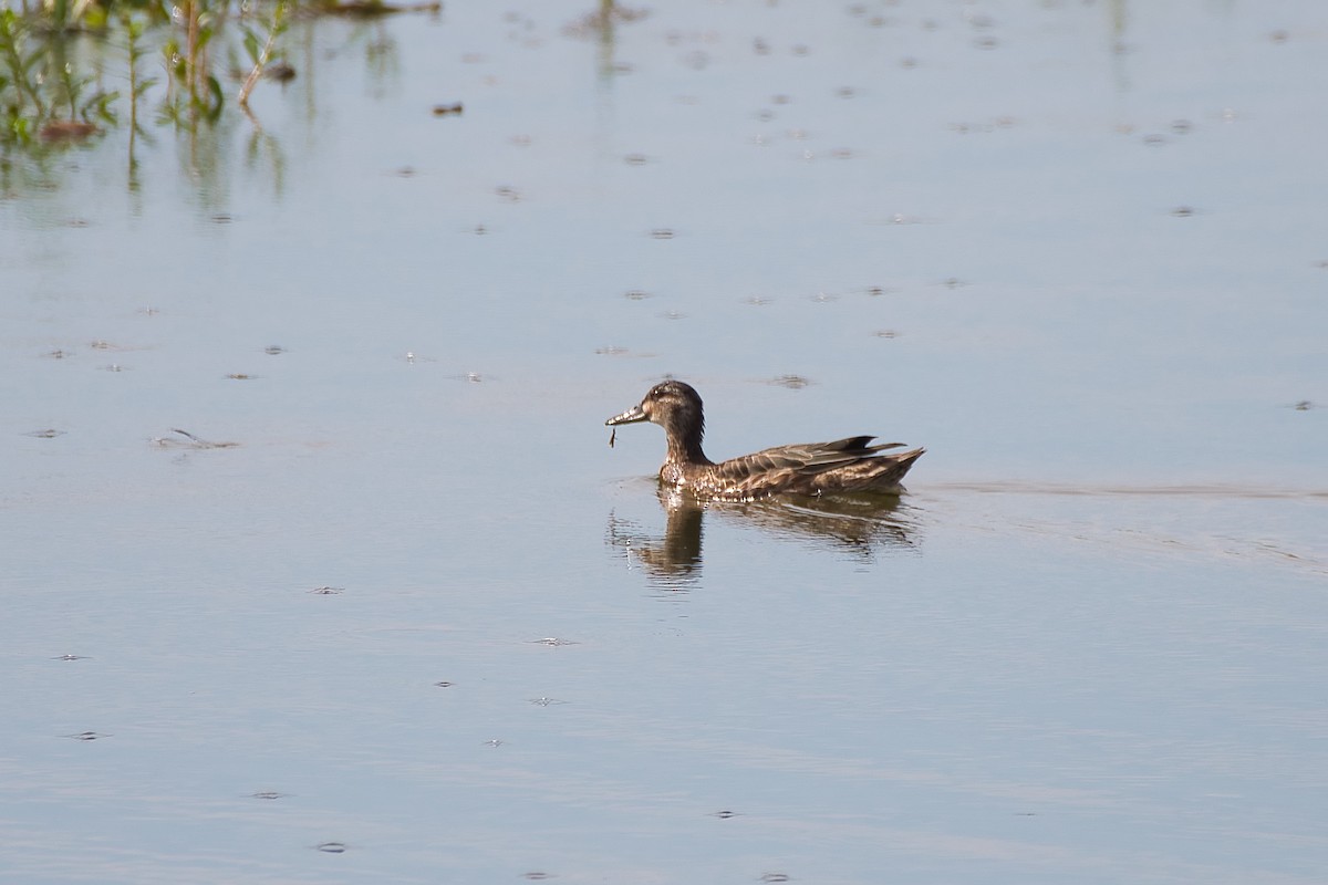 Garganey - ML643280902