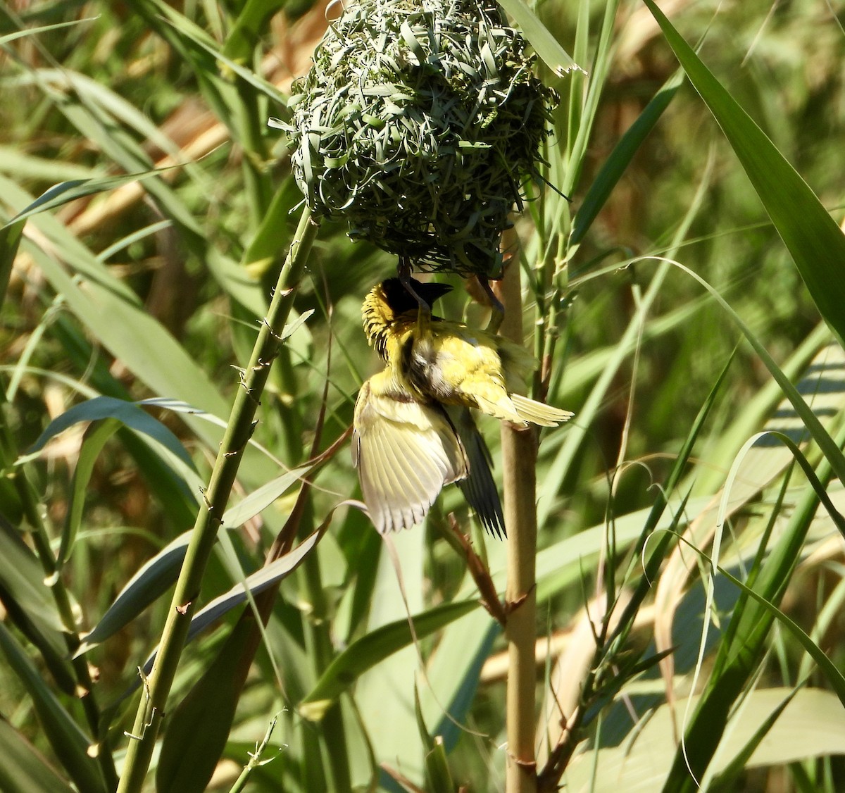 Southern Masked-Weaver - ML643280906