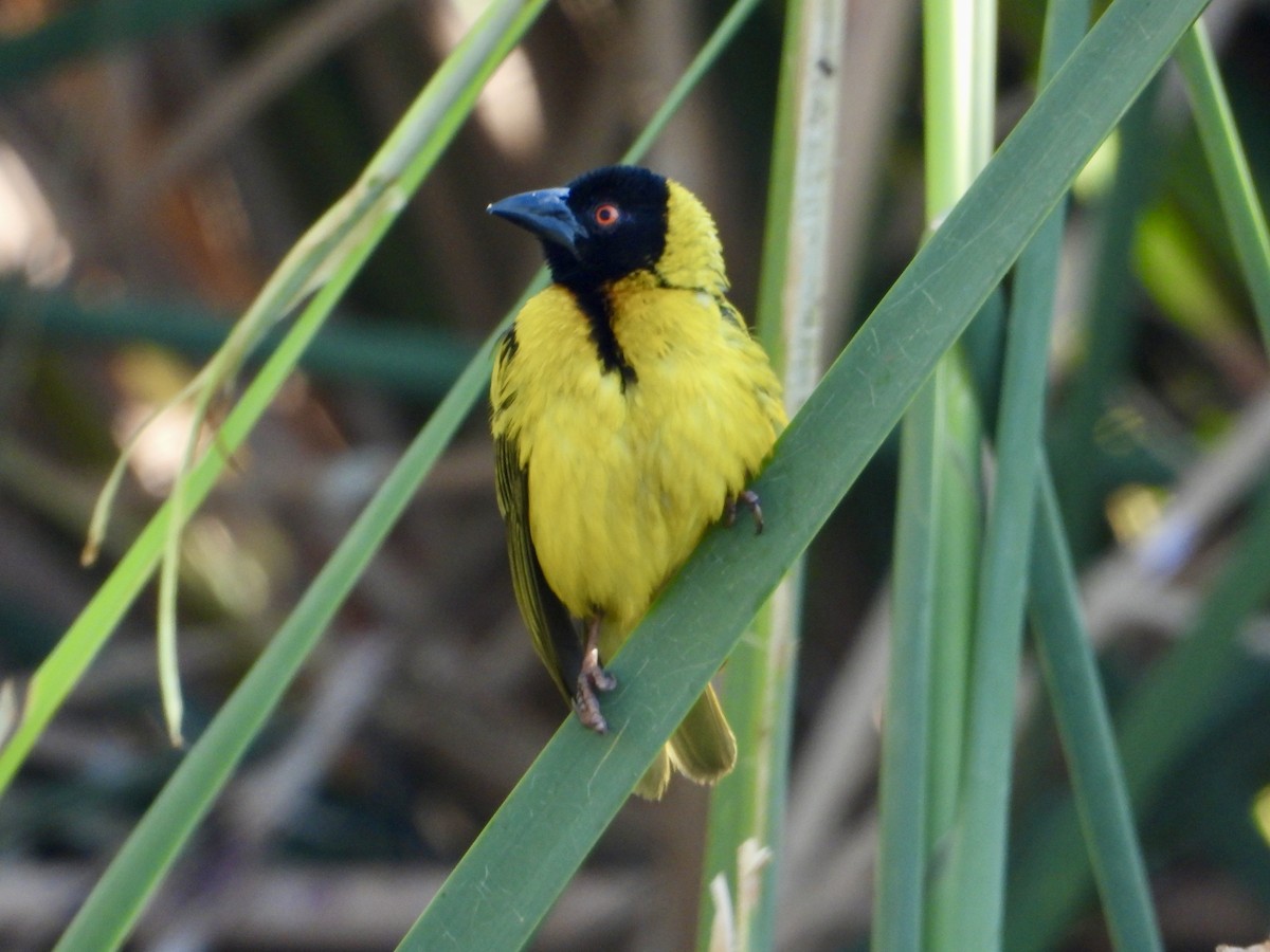 Southern Masked-Weaver - ML643280907