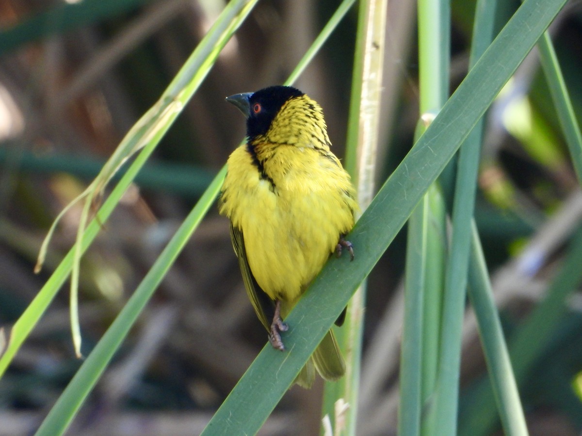 Southern Masked-Weaver - ML643280908